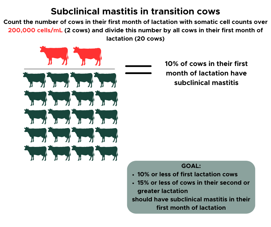 An infographic explaining subclinical mastitis in transition cows. The title appears at the top, followed by instructions to count the number of cows in their first month of lactation with somatic cell counts over 200,000 cells/mL (2 cows) and divide by the total number of cows in their first month of lactation (20 cows). Below, two red cow icons represent affected cows, while eighteen green cow icons represent unaffected cows. A label to the right states that 10% of cows in their first month of lactation have subclinical mastitis. At the bottom right, a gray rounded box lists goals: no more than 10% of first-lactation cows, and no more than 15% of cows in their second or greater lactation, should have subclinical mastitis in their first month of lactation.